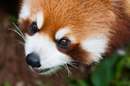 The panic palm civet in grass の写真素材