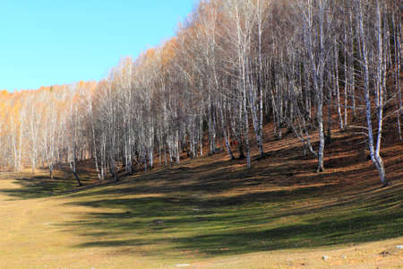 Autumn white birch forest in Xinjiang Chinaの写真素材