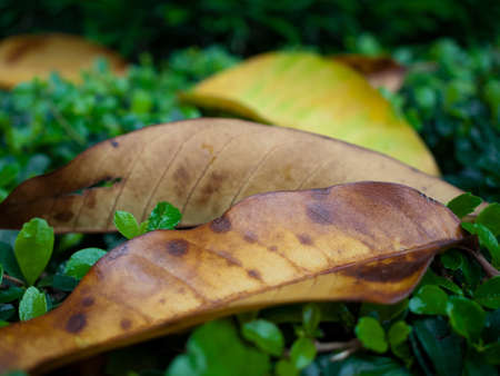 The defoliation with raindrop on the bush 
