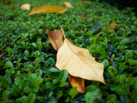 The defoliation with raindrop on the bush 
