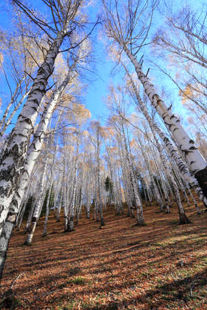 Autumn white birch forest in Xinjiang China の写真素材