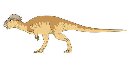 Pachycephalosaurus image drawingのイラスト素材