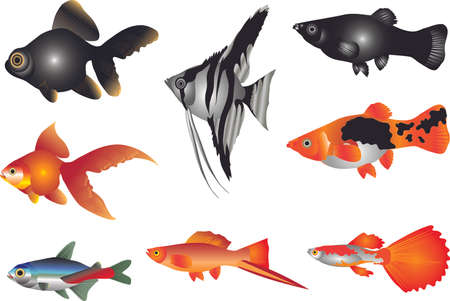 Vector - Aquarium Fish Freshwater setのイラスト素材