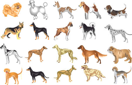 Dog Set 3 - Canine Various Dog Pet, Guard And Hunter ,  Animal - Vector Illustrtionのイラスト素材