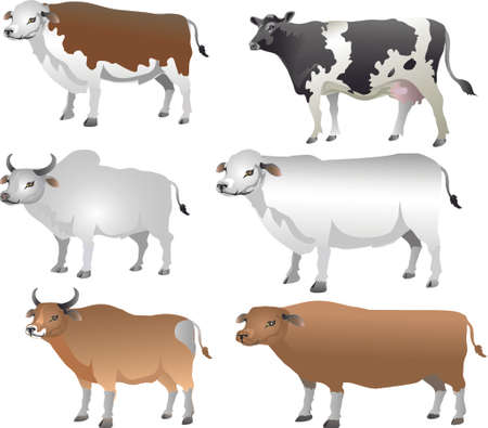 Cattle , Cow, Bull, Lifestock  Animal - Vector Illustrationのイラスト素材