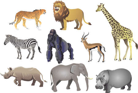 Group Of African Animal Wild Life , Cheetah, Lion, Giraffe, Zebra, Gorilla, Antelope, Rhino,...