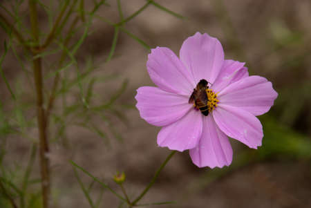 Pink Flowers and Beeの写真素材