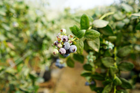 closeup Ripe blueberryの写真素材