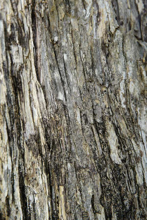 texture tree barkの写真素材