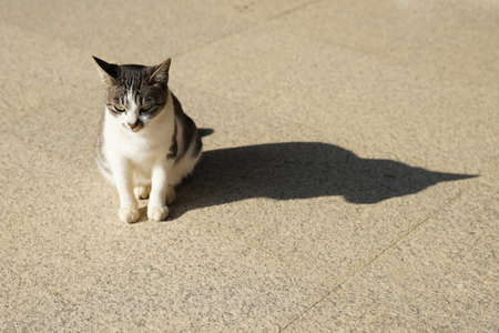 Cat outdoor with shadowの写真素材