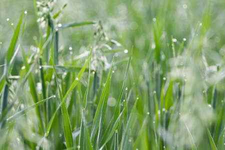 waterdrops with green grassの写真素材