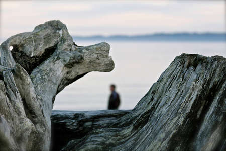 Driftwood On the Beachの写真素材