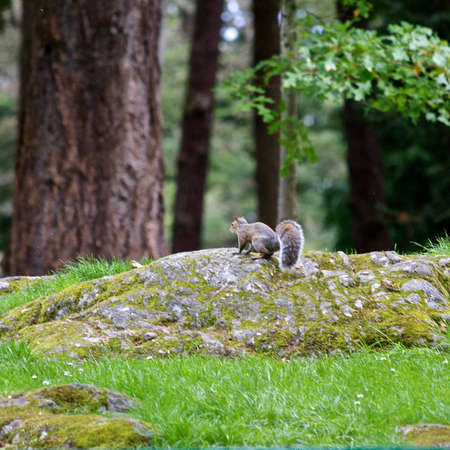 Squirrel In the Parkの写真素材
