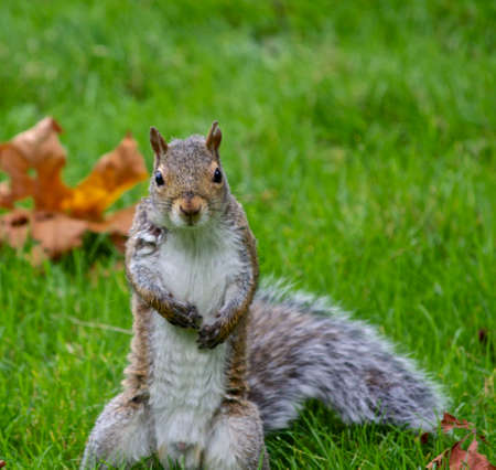 Squirrel Close Upの写真素材