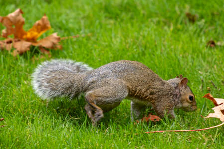 Squirrelの写真素材