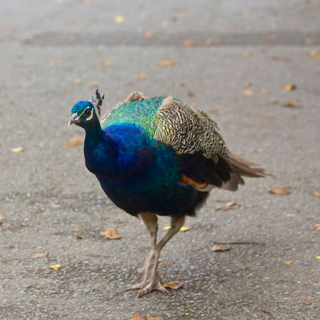 Peacock in the Parkの写真素材