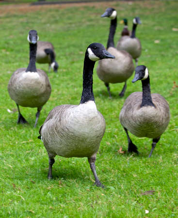 Duck Commanderの写真素材