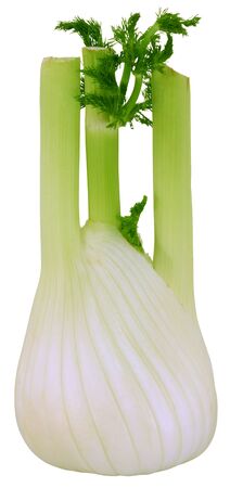 A fresh fennel bulb isolated on white.の写真素材