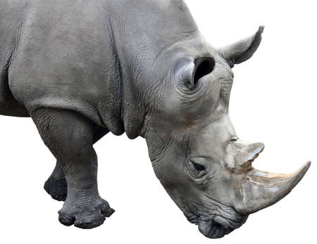 Rhinoceros isolated on white background.の写真素材