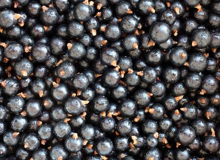 close up of black currants.の写真素材