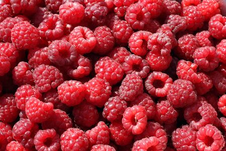 Sweet red raspberries.Rubus idaeus.