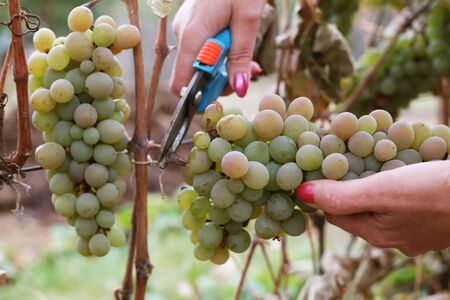 A woman,s hands cutting grapes.の写真素材