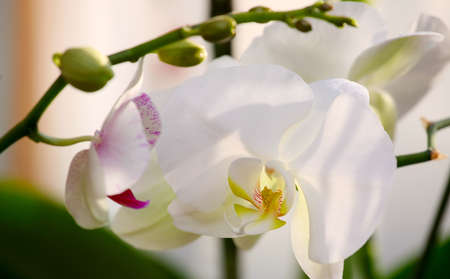 White orchid branch.の写真素材