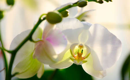 White orchid branch.の写真素材