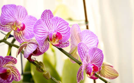 Purple orchid branch.の写真素材