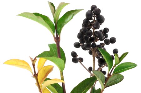 Winter privet berries on white background.の写真素材