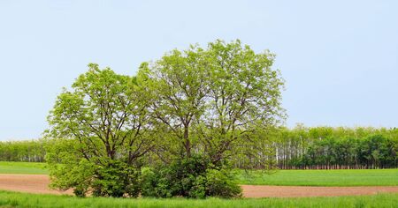 Perfect tree on free background.の写真素材