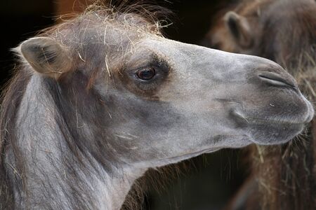 Great clear camel headshot in zoo.の写真素材