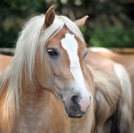 A closeup portrait of the head of a beautiful  horse.の写真素材