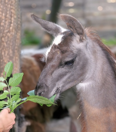 Lama takes food from hand.の写真素材