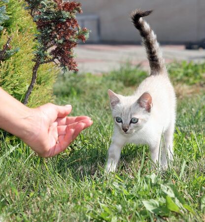 Kitten goes and looks at his human hand.の写真素材
