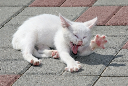 Perfect white and funny kitten yawns.の写真素材