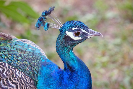 Indian blue peacock on the colorful background.の写真素材