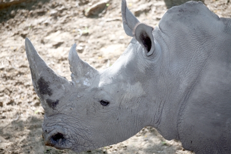 White Rhinoceros in a field.の写真素材