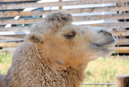 Great camel headshot in zoo.の写真素材