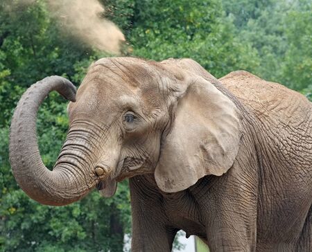 Elephant enjoys a dust bath.の写真素材
