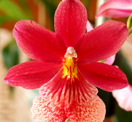 Close up of the red orchid flower.の写真素材