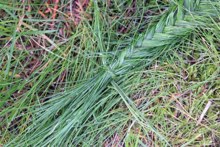 Abstract shot of braided grass.の写真素材