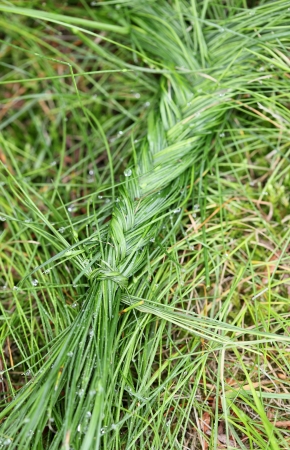 Abstract shot of braided grass.の写真素材