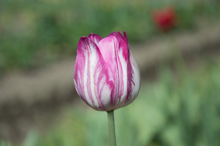 flower pink and white tulipの写真素材