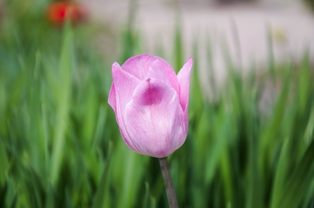 flower garden pink tulipの写真素材