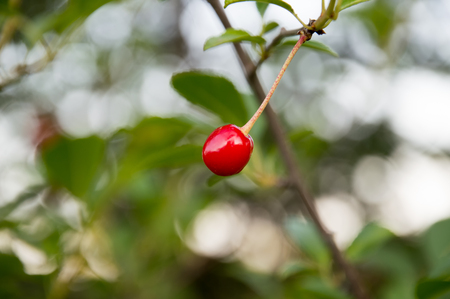 growing on the tree red cherryの写真素材