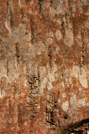 black-white-red, striped and cracked, natural texture of birch bark background of russian birchの写真素材