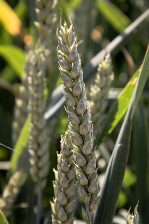 Ripening ear of wheat on fieldの写真素材