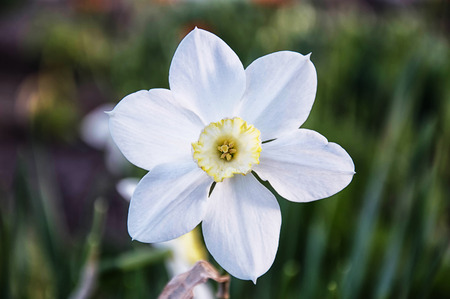 white narcissus blooms in early spring in the gardenの写真素材