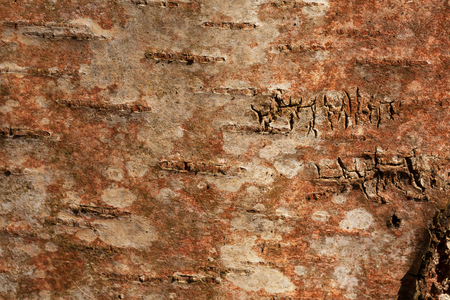 black-white-red, striped and cracked, natural texture of birch bark background of russian birchの写真素材